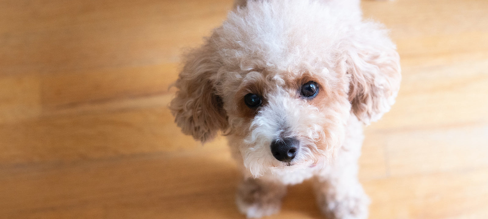 Common poodle clearance food allergies